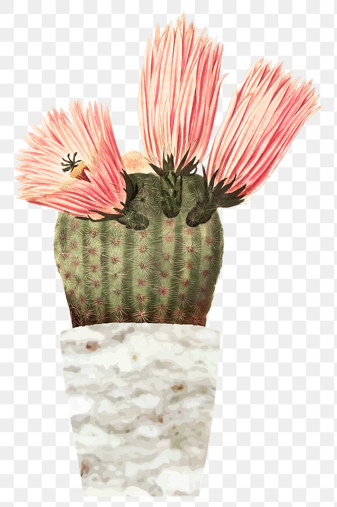 Pink blooming cactus png illustration element, transparent background