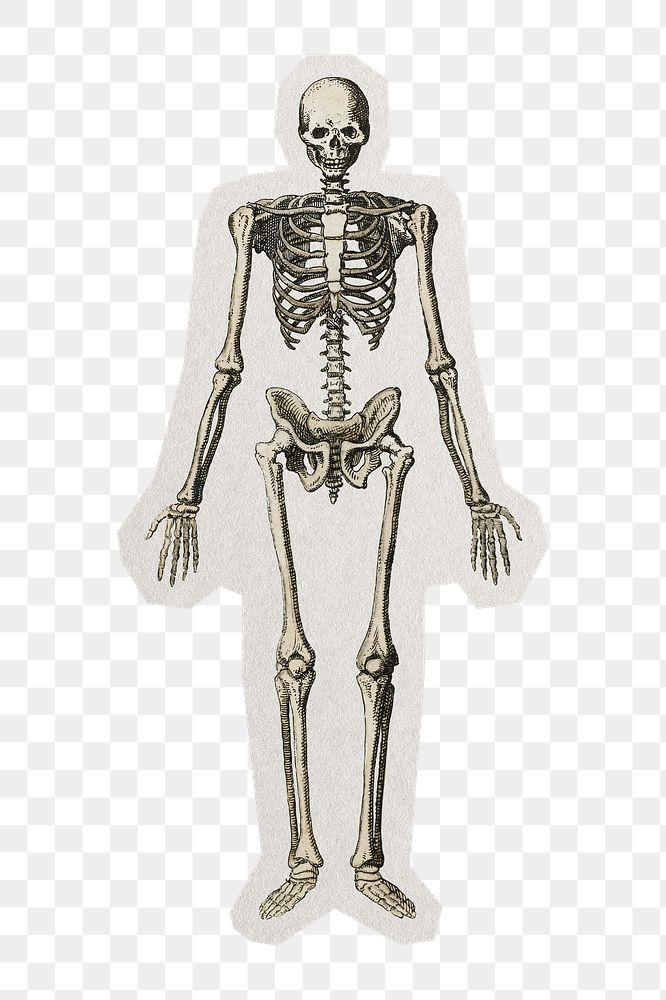 PNG aesthetic skeleton with white border, transparent background