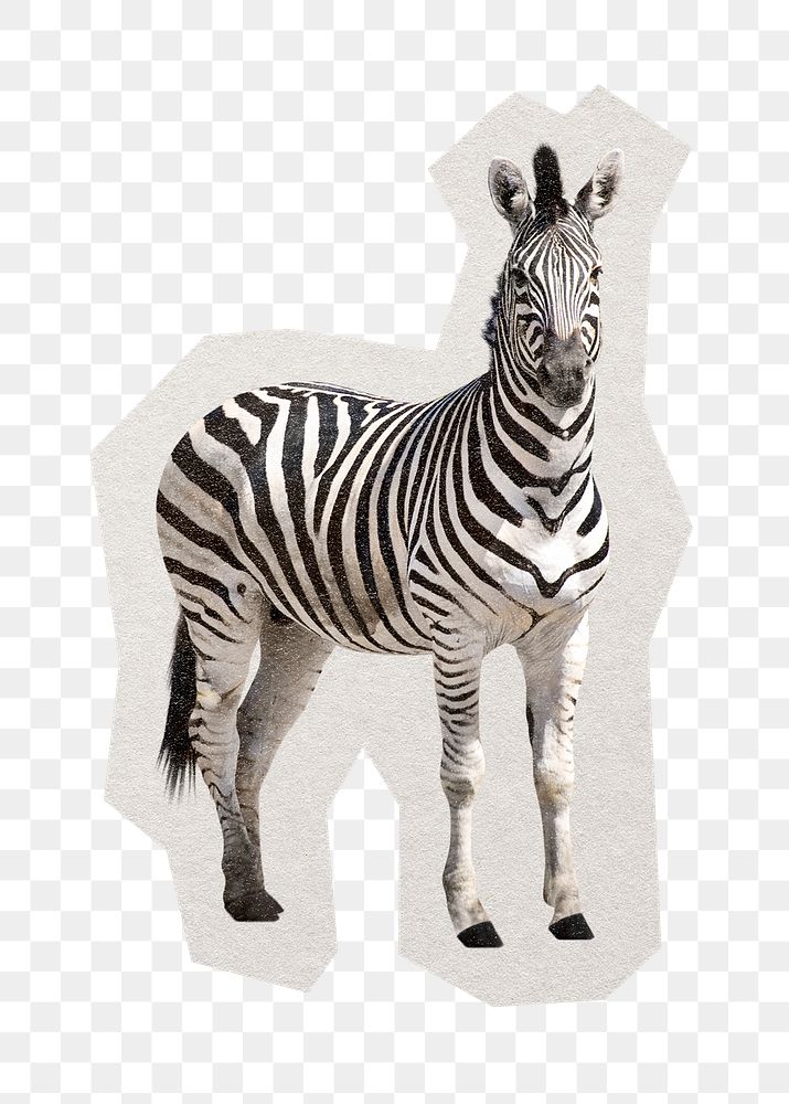 PNG zebra sticker with white border, transparent background