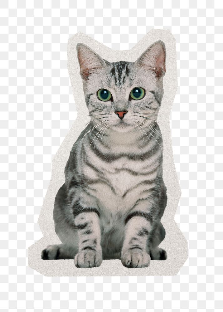 PNG cat sticker with white border, transparent background