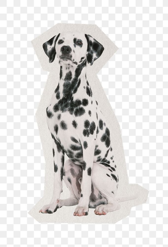 PNG Dalmatian dog sticker  white border,  transparent background