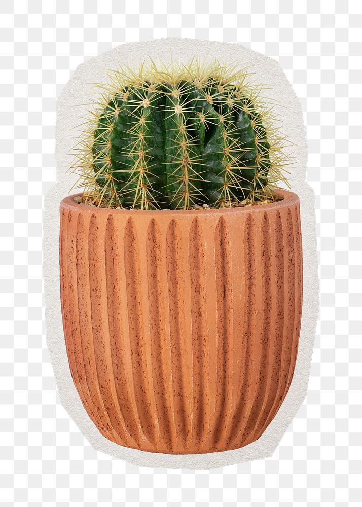 PNG Barrel cactus  sticker with white border, transparent background