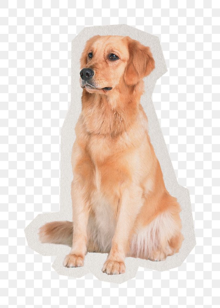 PNG Golden retriever sticker with white border, transparent background