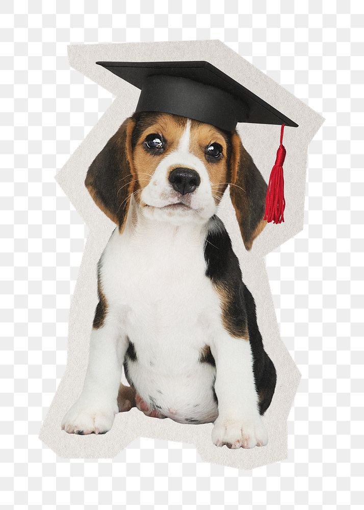 PNG graduated Beagle puppy sticker with white border,  transparent background