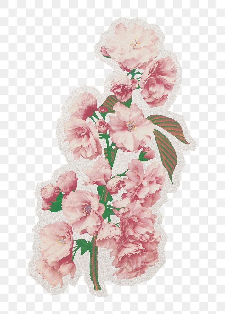 PNG Cherry blossom sticker with white border, transparent background 