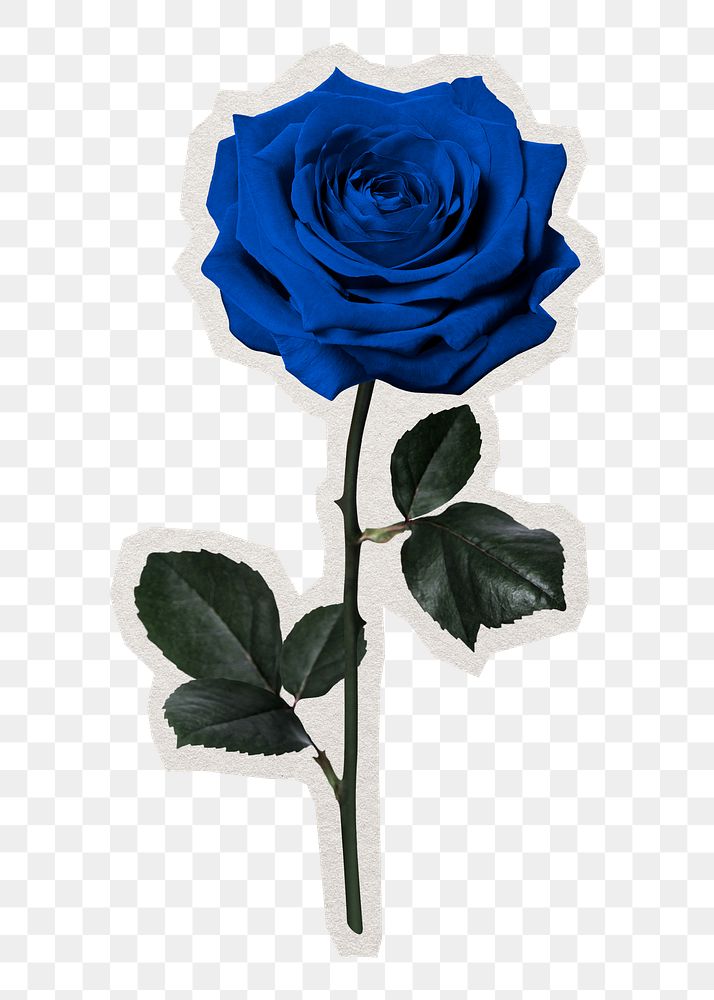PNG blue rose sticker with white border, transparent background