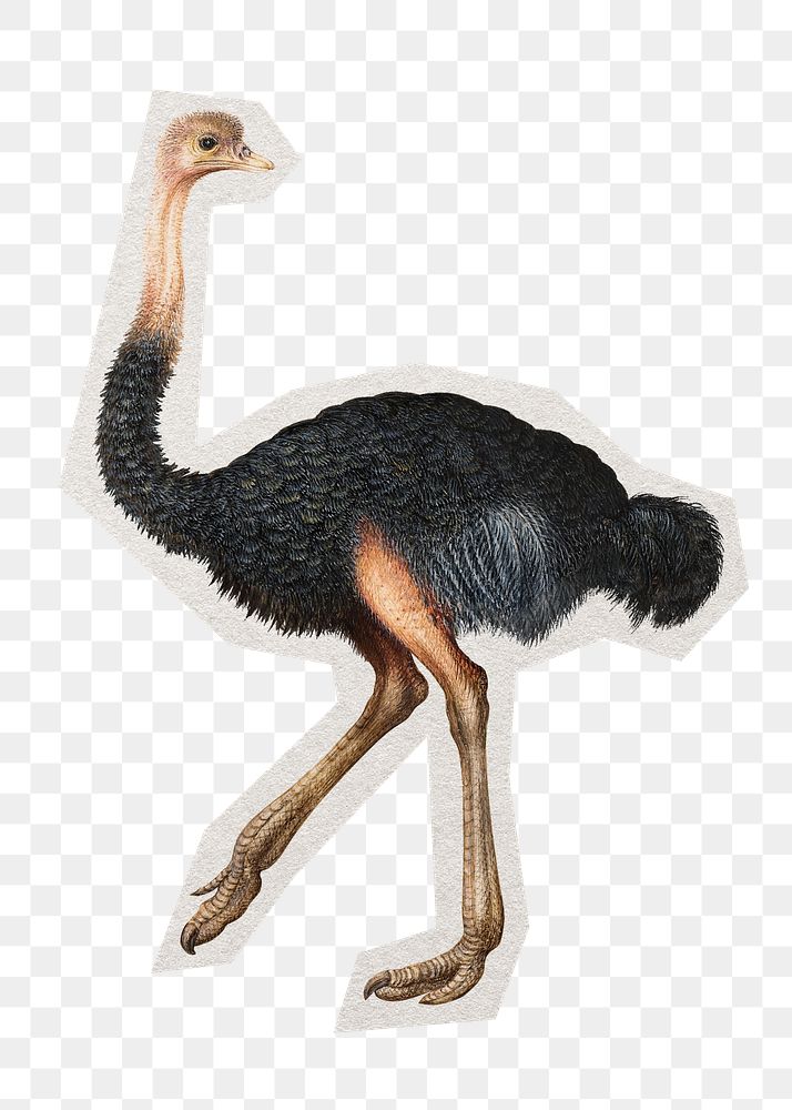 PNG ostrich sticker with white border, transparent background 