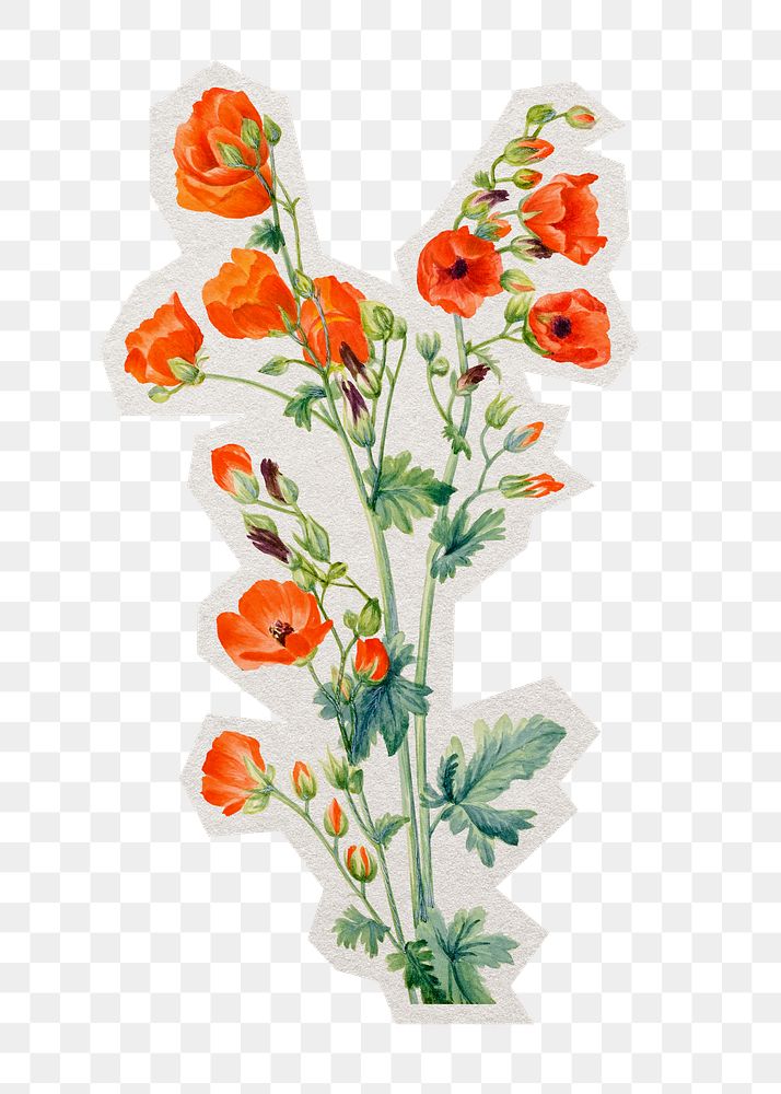 PNG Scarlet globe mallow flower sticker with white border, transparent background 