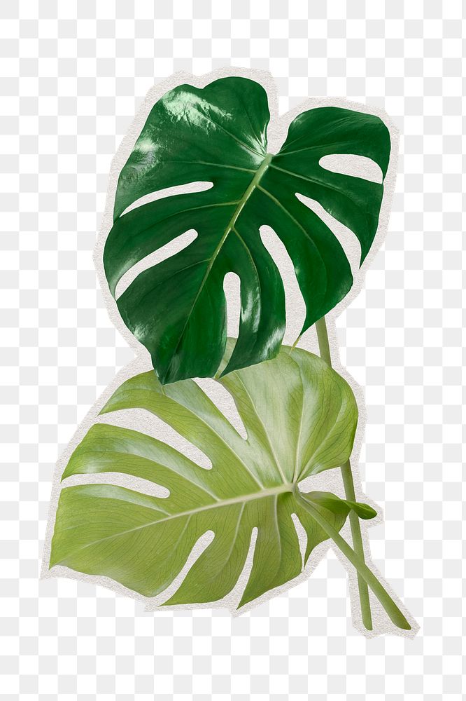 PNG Monstera leaves sticker with white border, transparent background 