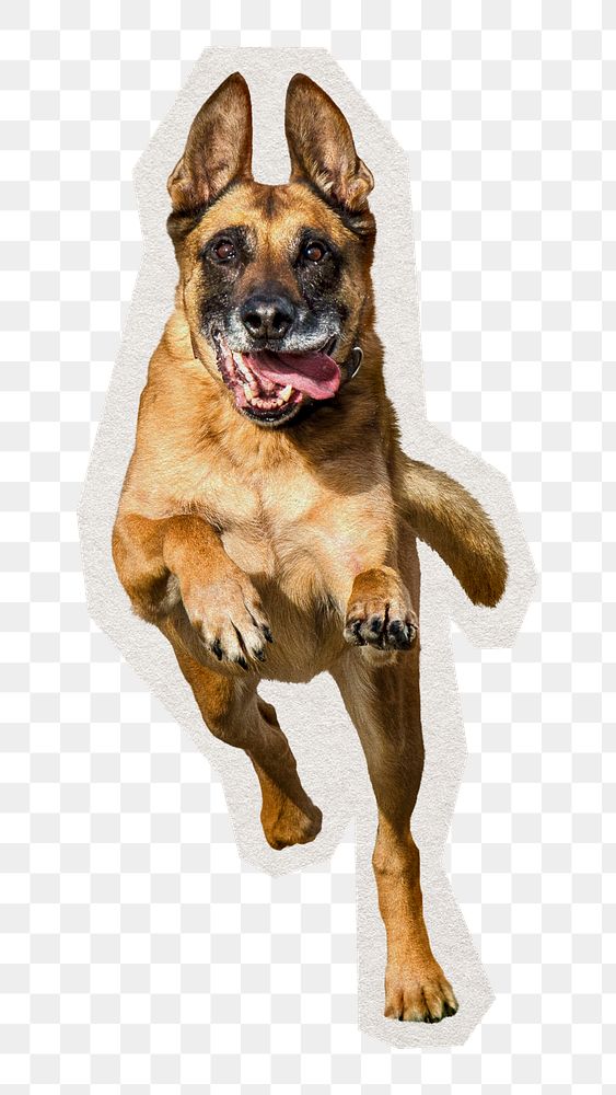 PNG running German Shepherd dog anima sticker with white border, transparent background