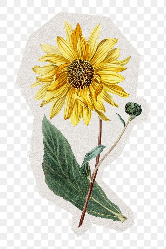 PNG hand drawn sunflower sticker with white border, transparent background
