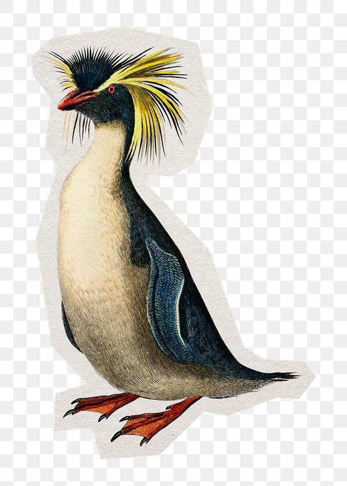 PNG vintage rockhopper penguin sticker with white border, transparent background 