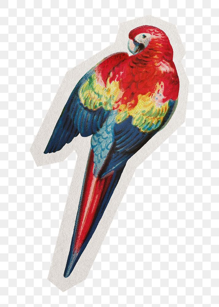 PNG aesthetic macaw sticker with white border, transparent background 