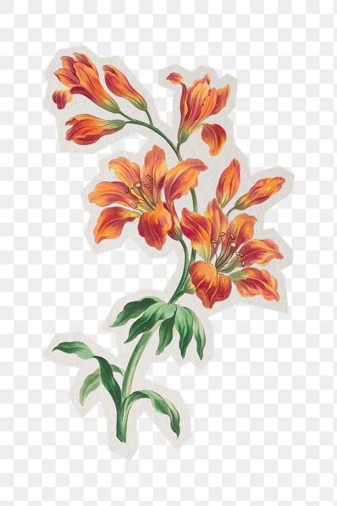 Orange lily png vintage sticker, paper cut on transparent background. Remixed by rawpixel.