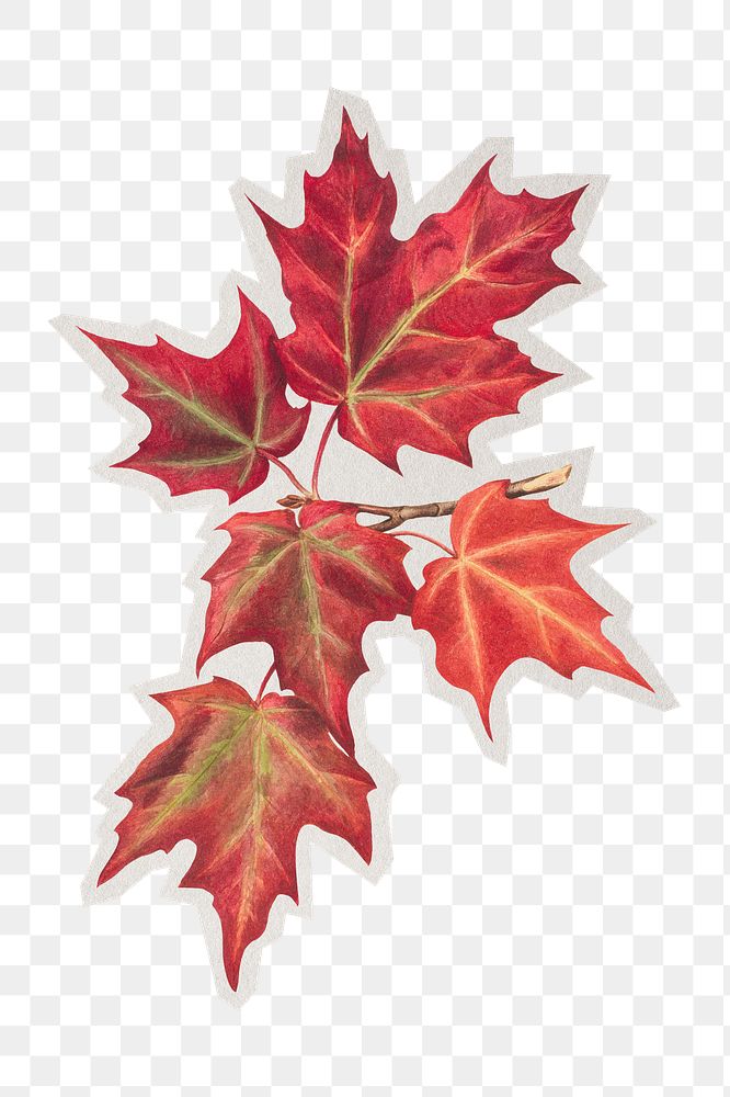 Red maple png sticker, paper cut on transparent background