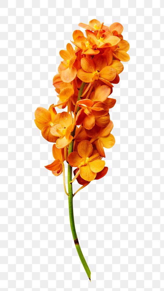 Orange flowers png element, transparent background