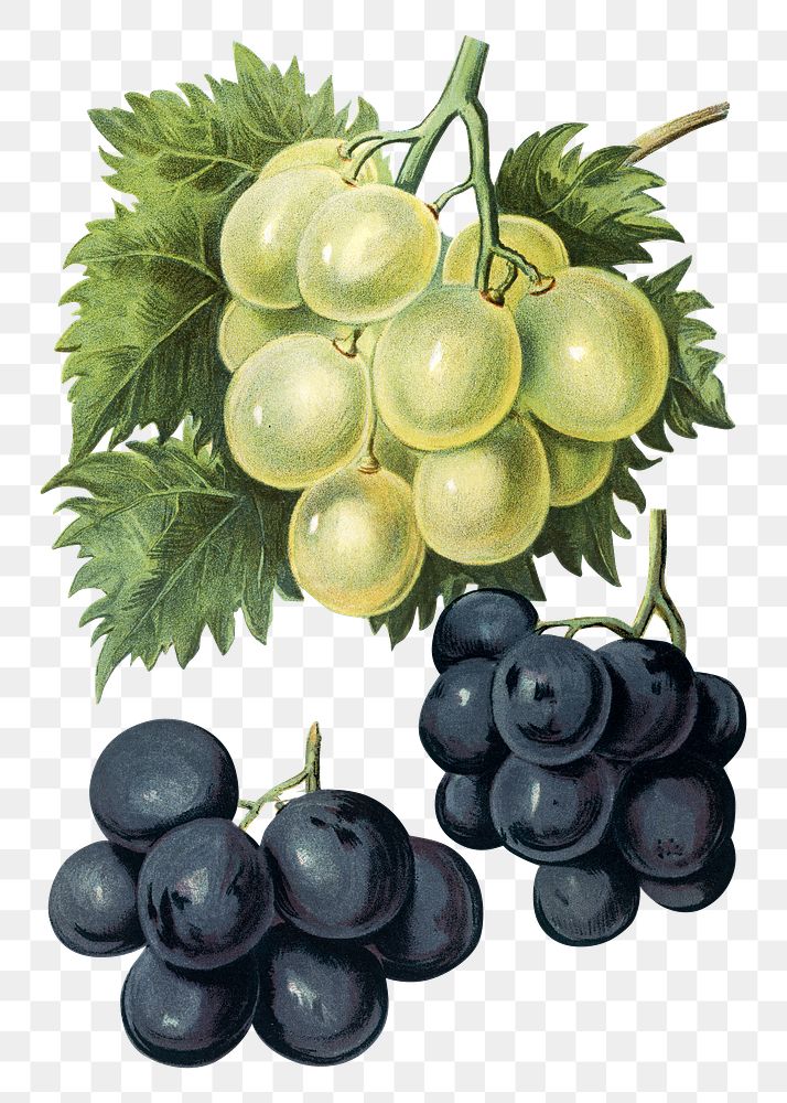 Vintage grape png illustration set on transparent background