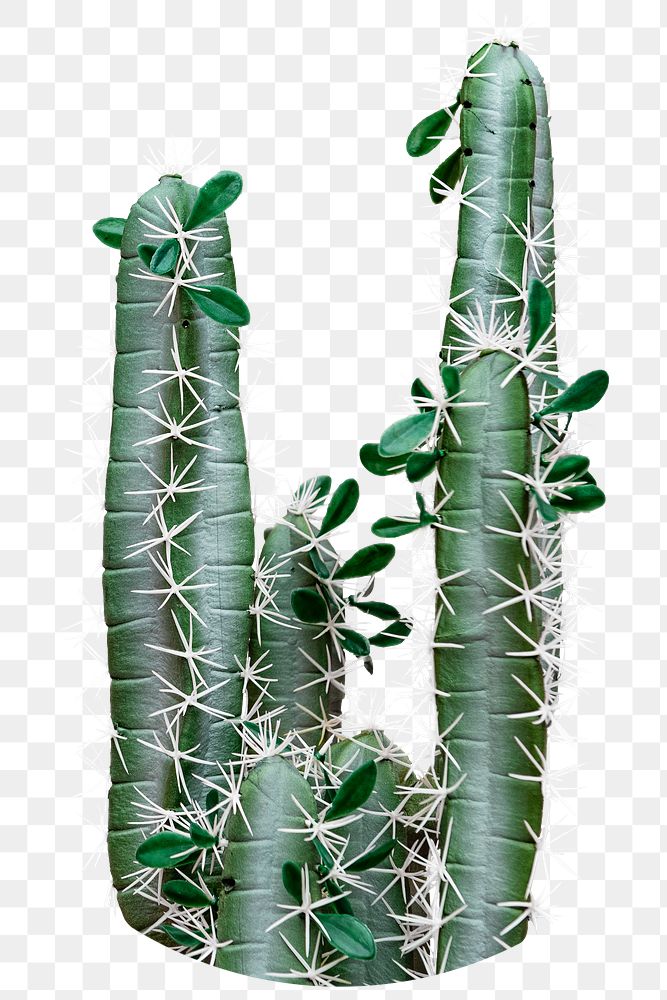 PNG Cactus, collage element, transparent background