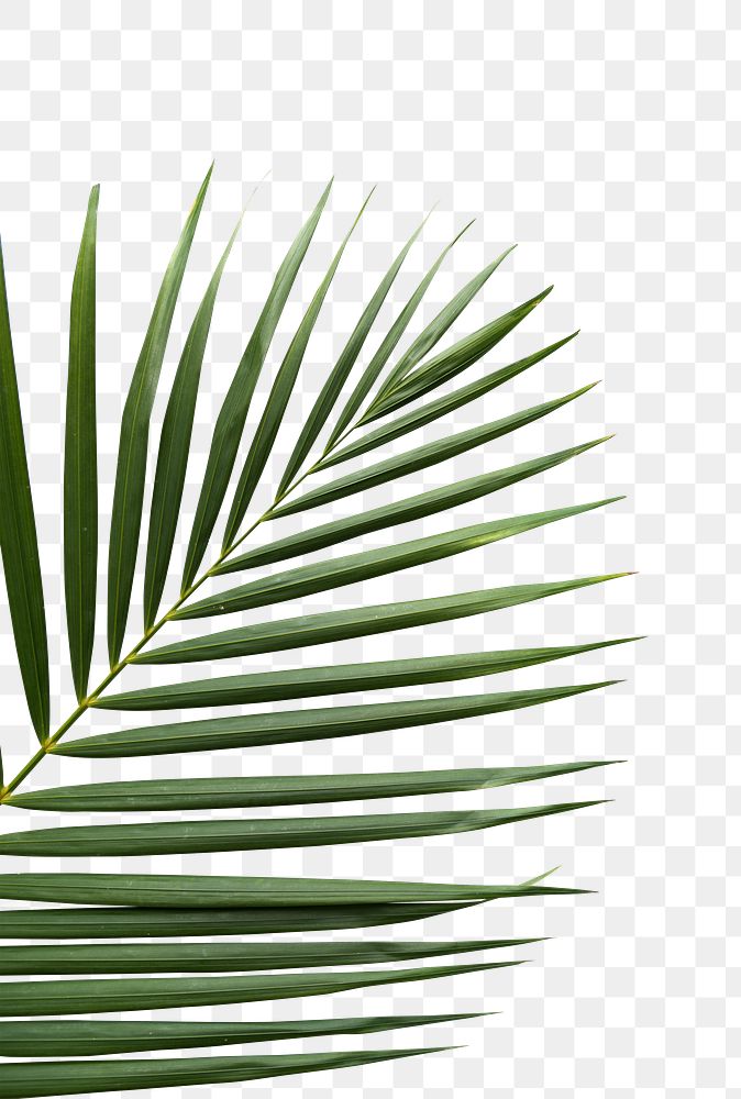 Tropical leaf png  transparent background