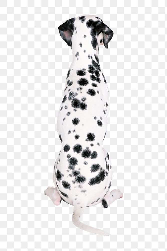 PNG  dalmatian dog , collage element, transparent background