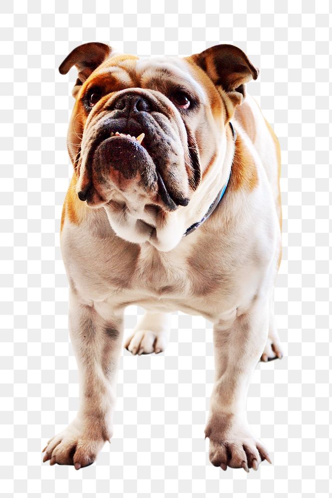 Friendly bulldog png, design element, transparent background