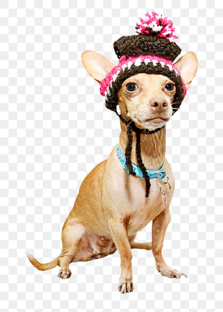 Chihuahua dog png, design element, transparent background