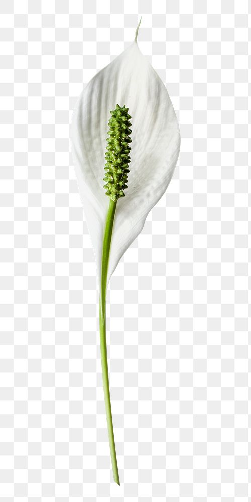 PNG  peace lily  flower, collage element, transparent background