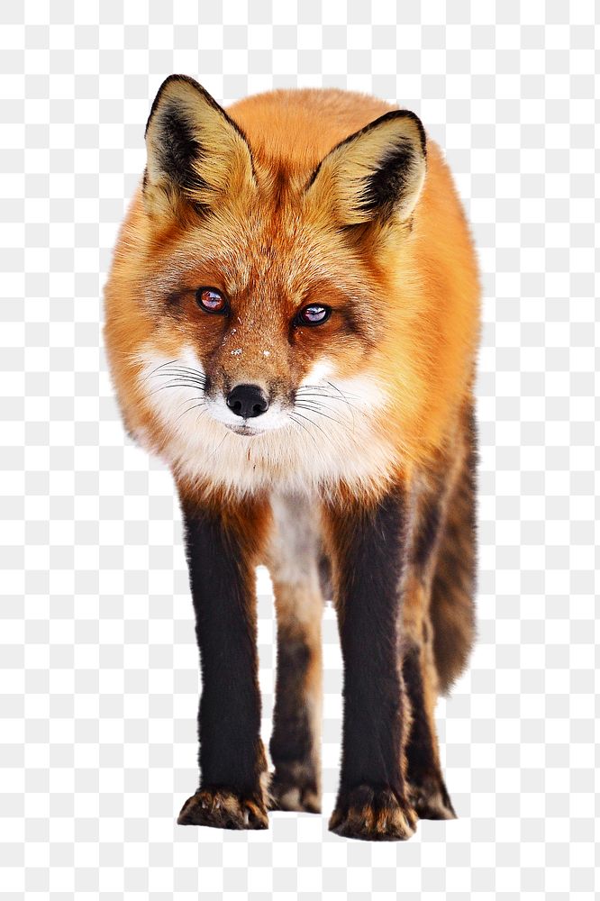 PNG fox, wildlife, collage element, transparent background