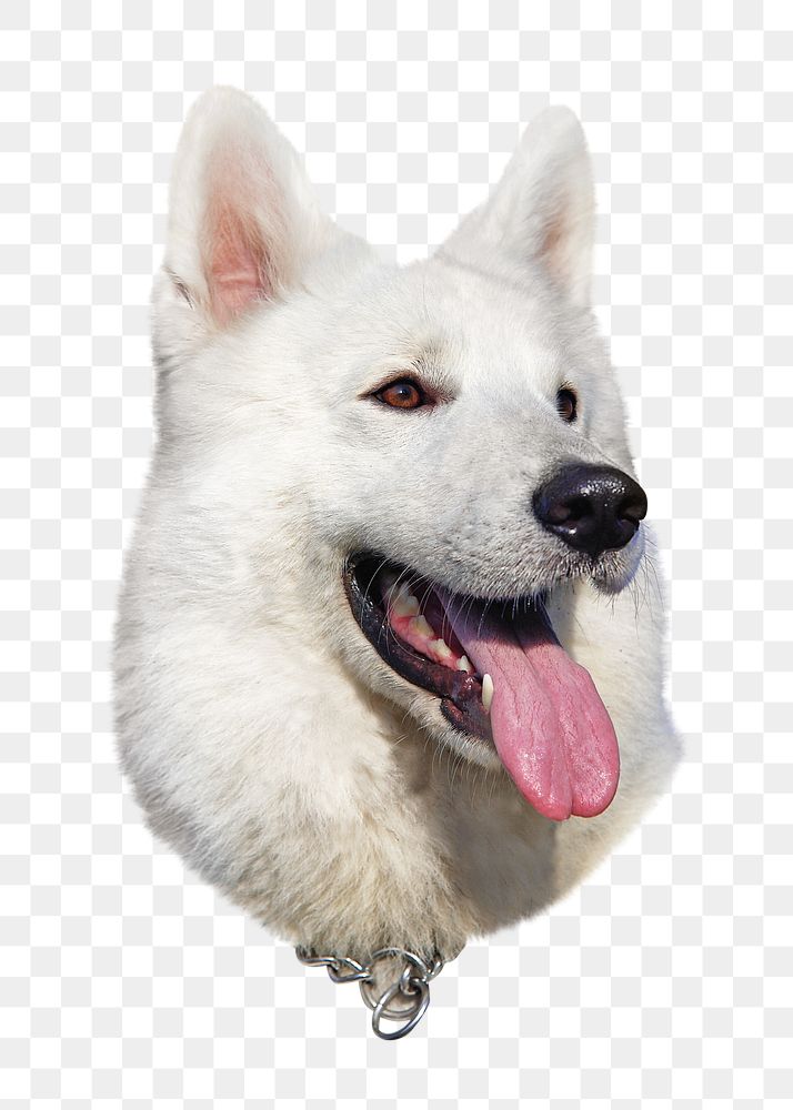 Eskimo dog png, design element, transparent background