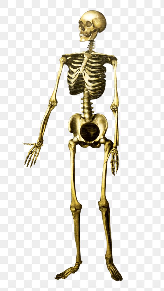 Png human anatomy skeleton, isolated object, transparent background