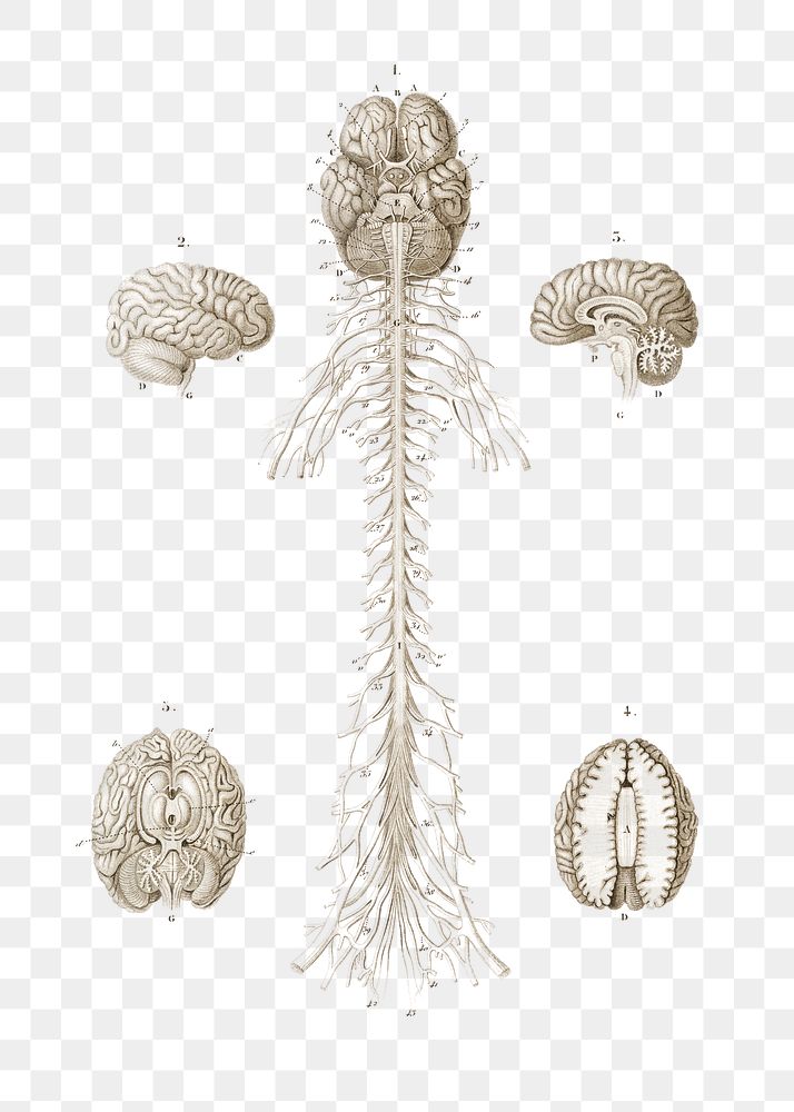 Png human&rsquo;s brain, anatomy with transparent background
