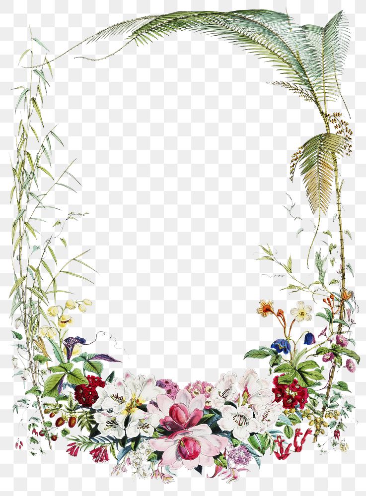 Himalayan flower frame png sticker, vintage botanical illustration, transparent background