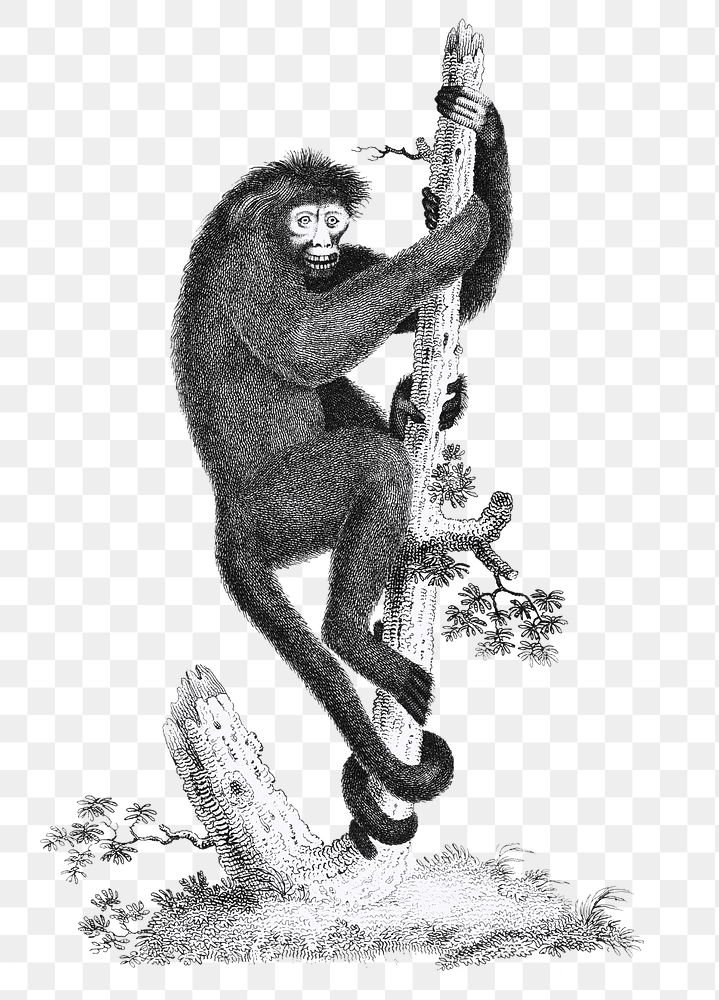 Spider Monkey png sticker, vintage illustration, transparent background