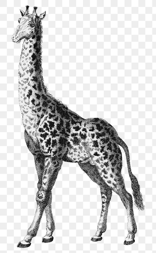 Vintage giraffe png animal black and white illustration on transparent background