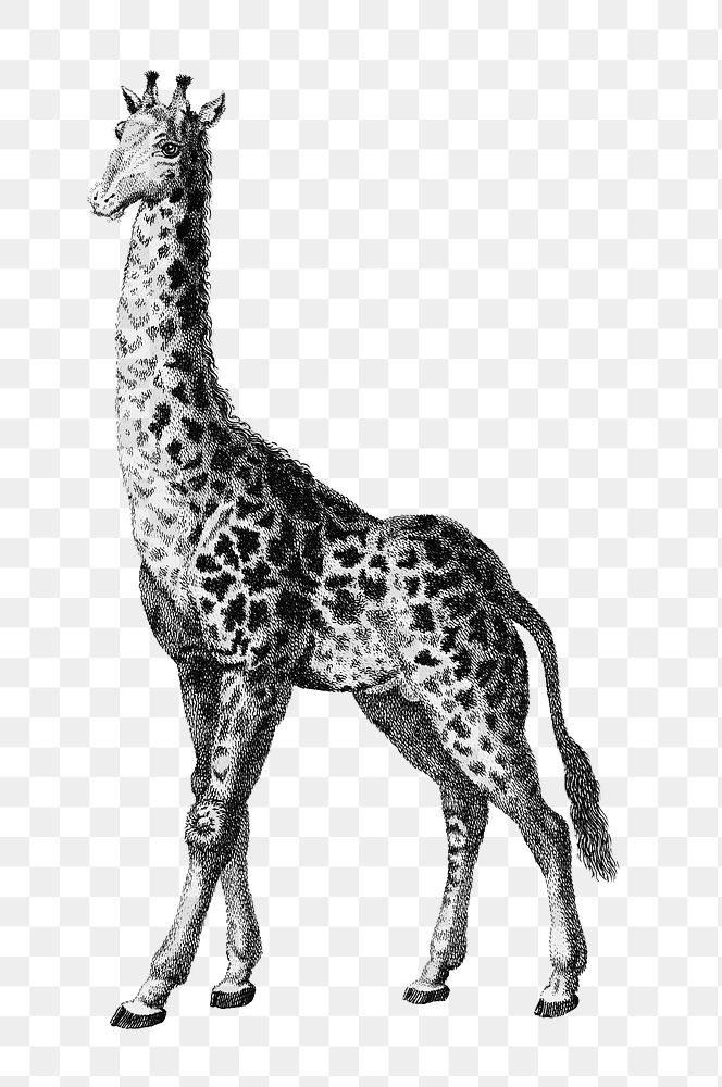 Giraffe png animal black and white vintage illustration on transparent background