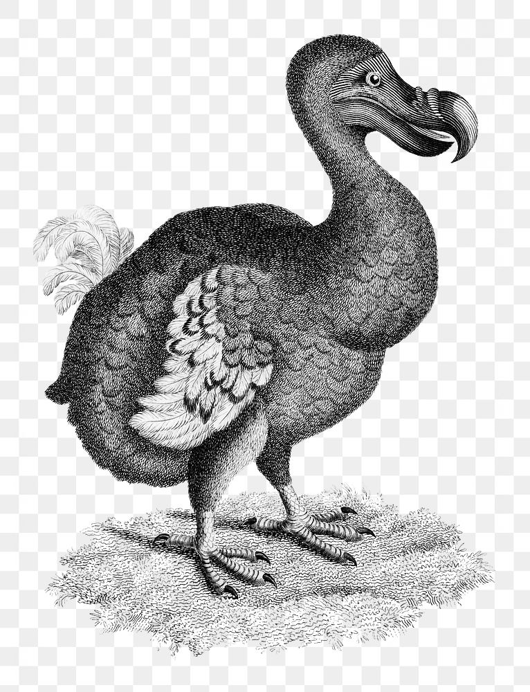 Dodo bird png, vintage transparent background