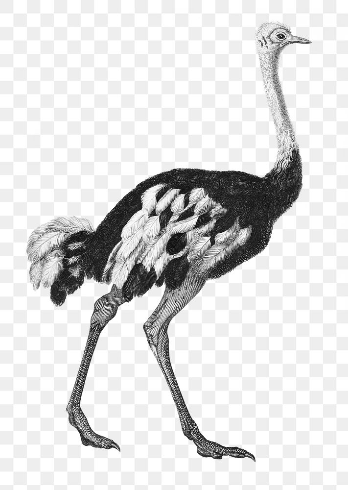 Ostrich png sticker, vintage illustration, transparent background