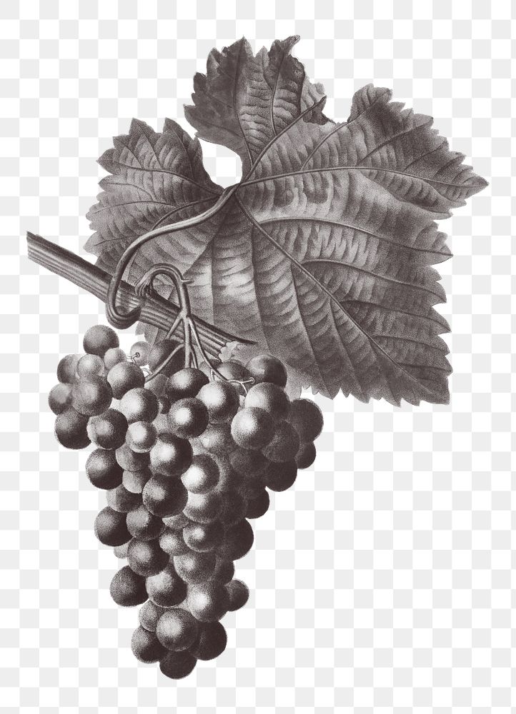 Grape vine branch png sticker, vintage illustration, transparent background