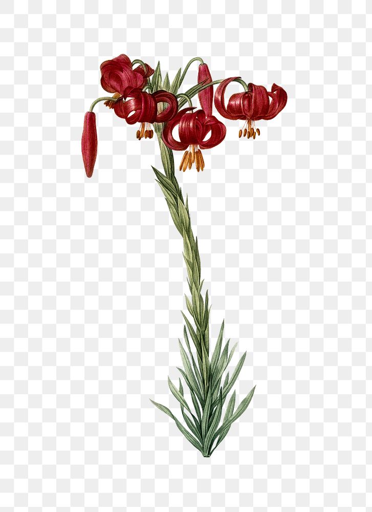 Red Lily png sticker, vintage botanical illustration, transparent background