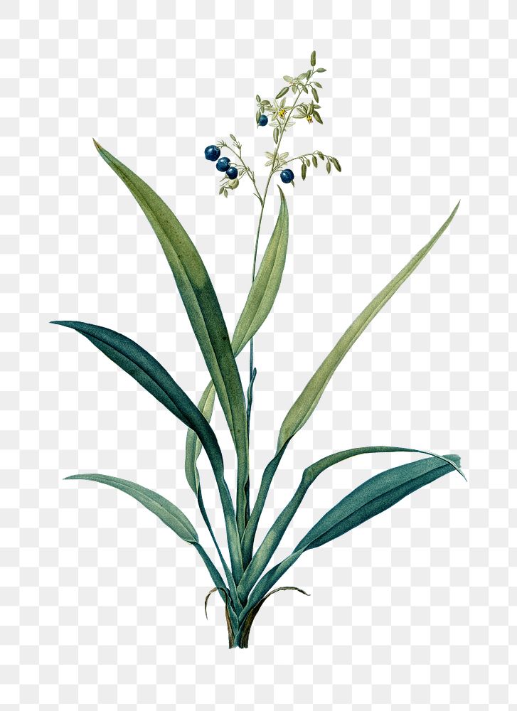 Flax lilies png sticker, vintage botanical illustration, transparent background