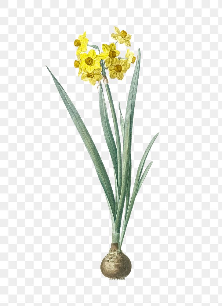 Daffodil png sticker, vintage botanical illustration, transparent background