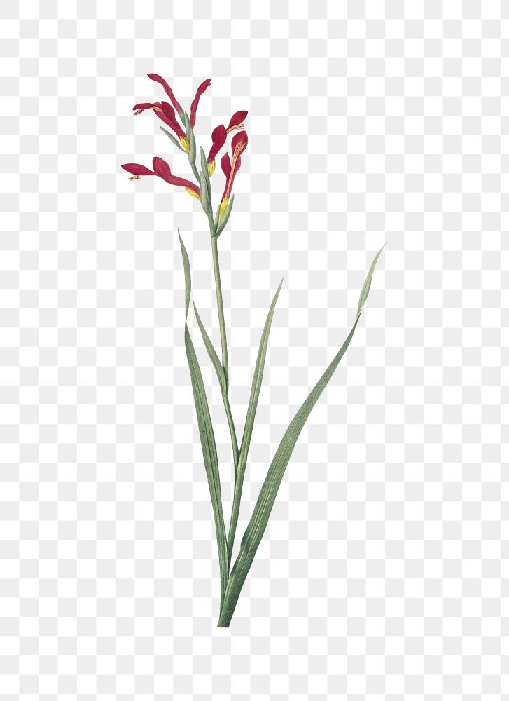 Gladiolus Cunonius png sticker, vintage botanical illustration, transparent background