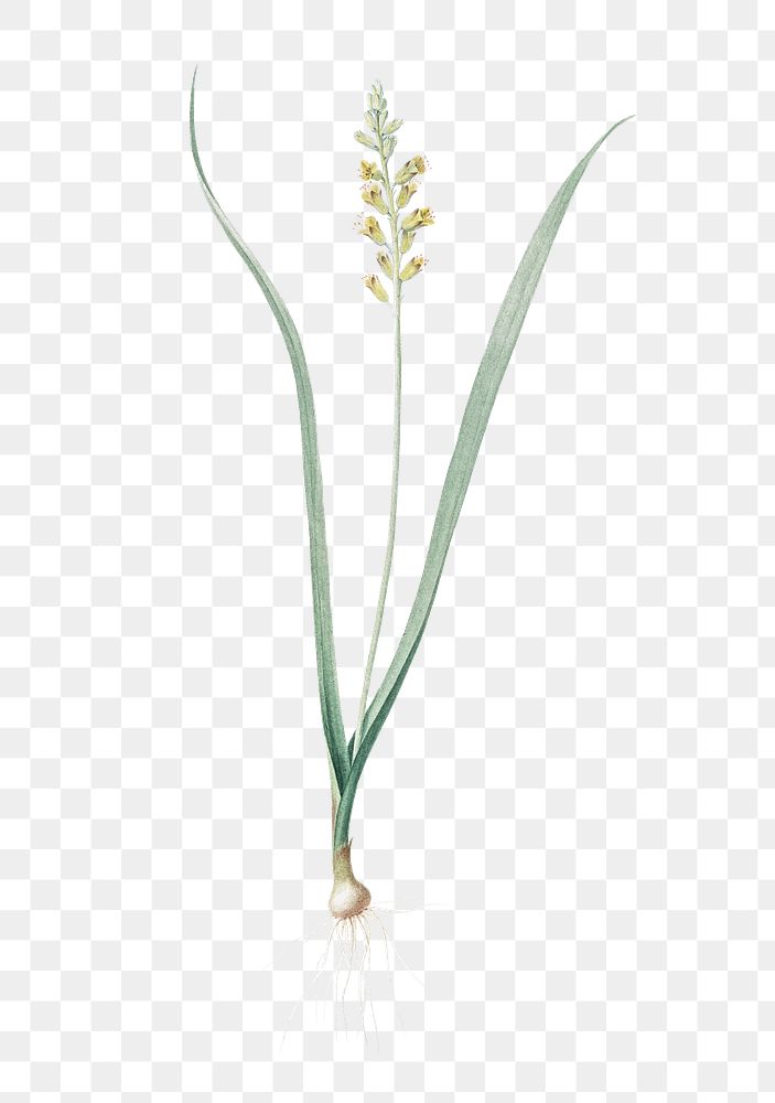 Lachenalia pallida png sticker, vintage botanical illustration, transparent background