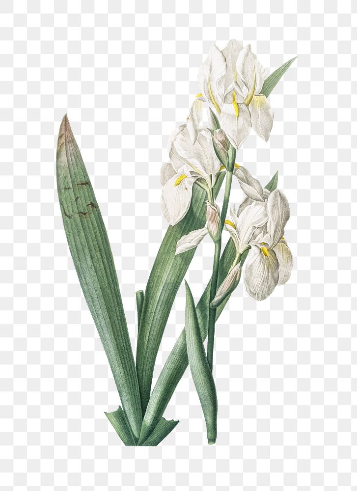 Iris florentina png sticker, vintage botanical illustration, transparent background