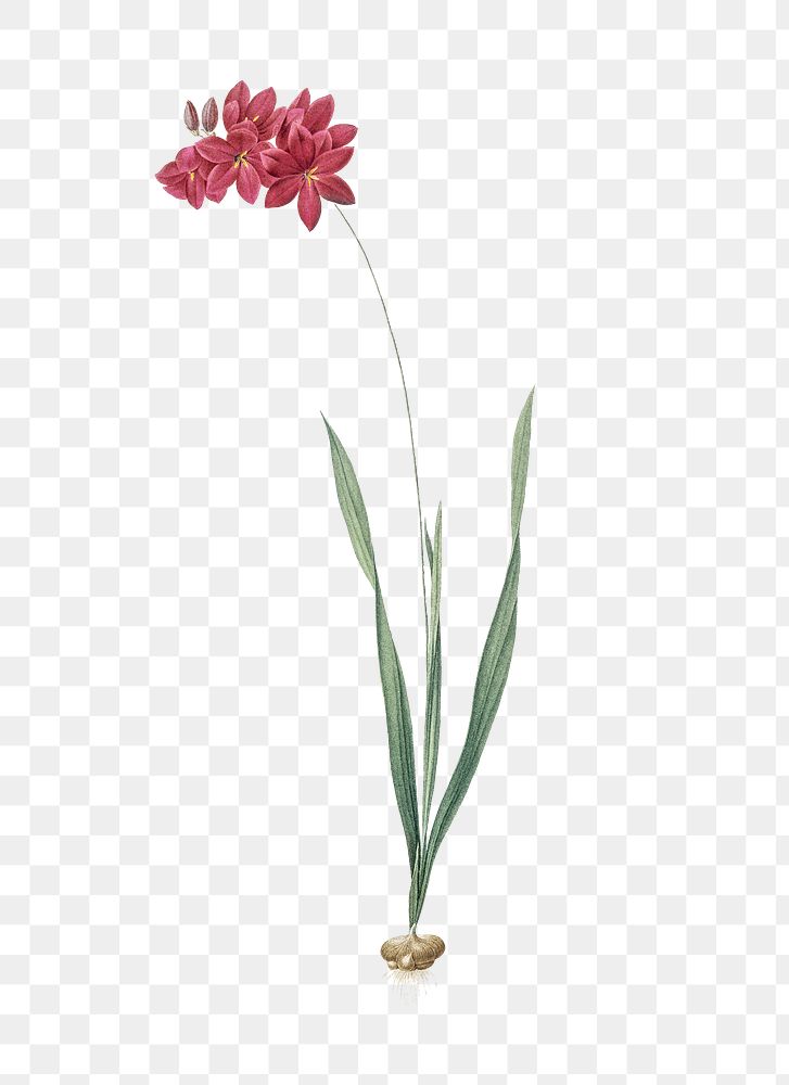 Ixia filiformis png sticker, vintage botanical illustration, transparent background