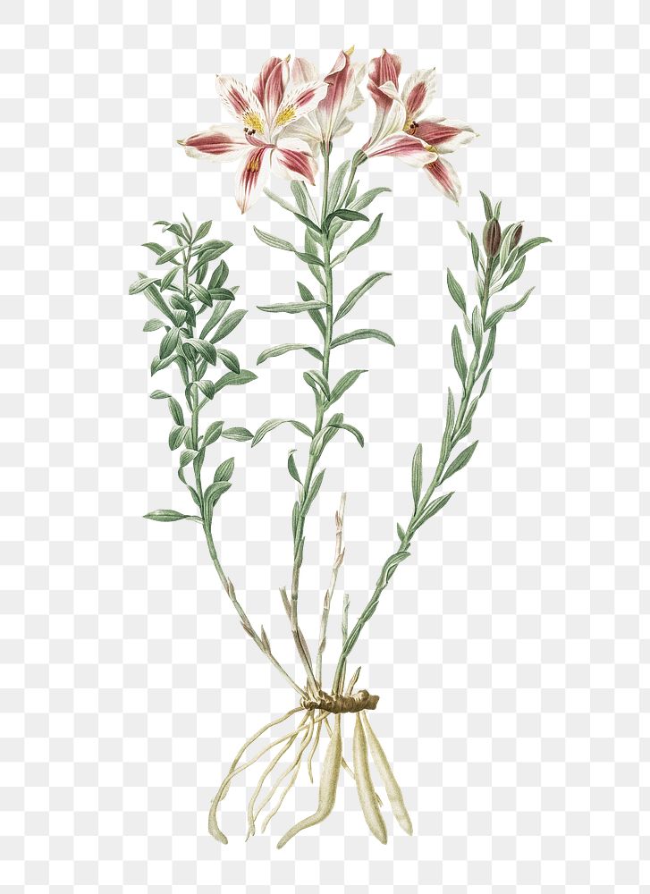 Lily of the Incas png sticker, vintage botanical illustration, transparent background