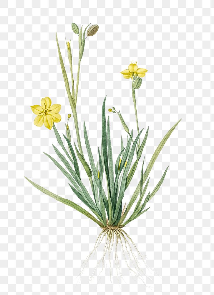 Yellow eyed grass png sticker, vintage botanical illustration, transparent background