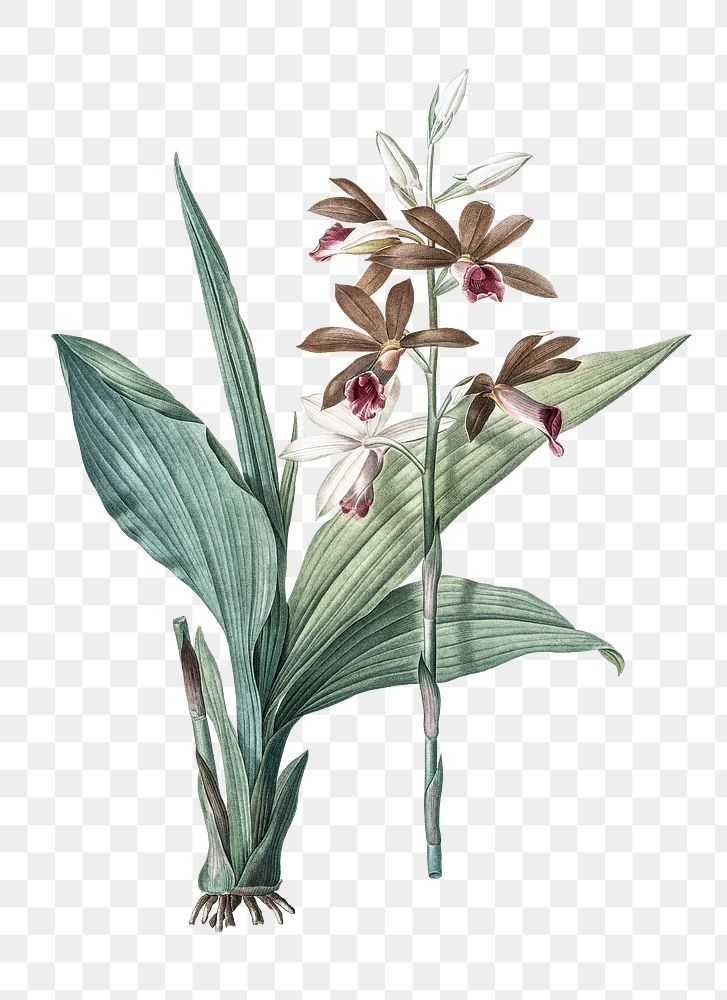 Limodorum tankervilleae png sticker, vintage botanical illustration, transparent background
