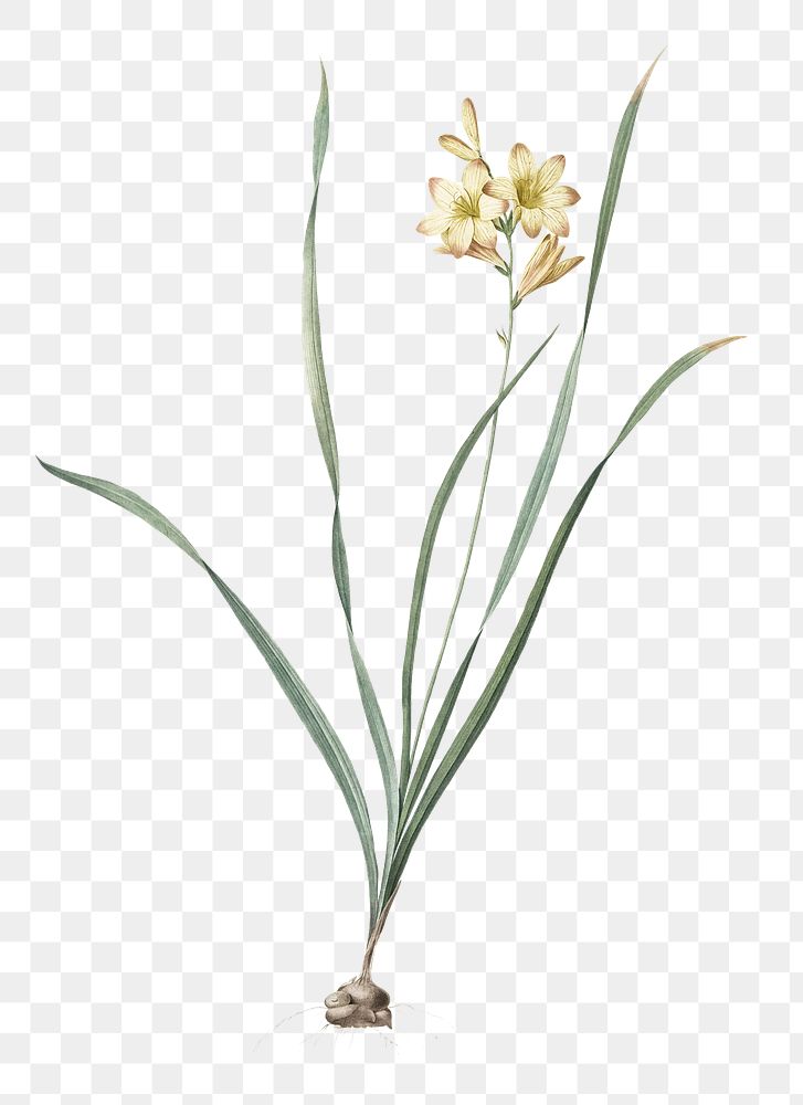 Gladiolus lineatus png sticker, vintage botanical illustration, transparent background