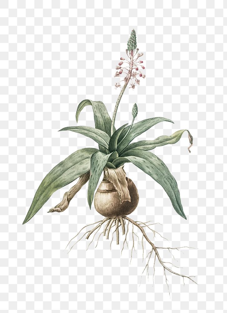 Lachenalia lanceaefolia png sticker, vintage botanical illustration, transparent background
